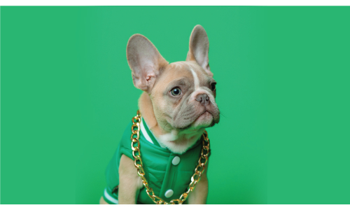 Benefits Of Custom Pet Portrait