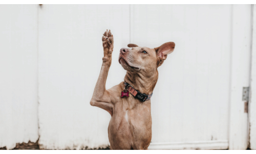 Pet Portraits - How to Get Your Name Out There