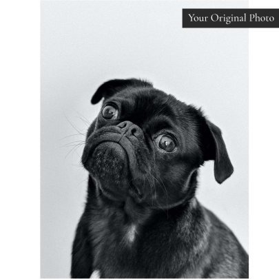 Charlie Pet Portrait Poster Personalised Gift
