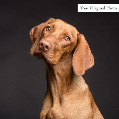 No 1 Daisy Pet Portrait Poster