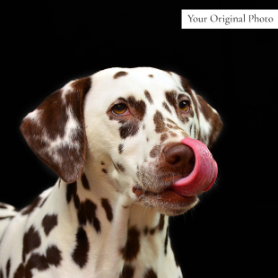 Jack Pet Portrait Poster Personalised Gift