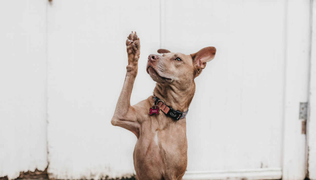 Pet Portraits - How to Get Your Name Out There